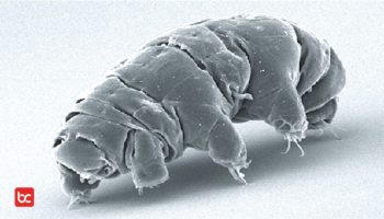 Tardigrade, Hewan Paling Tangguh yang Dapat Bertahan Hidup di Ruang Angkasa