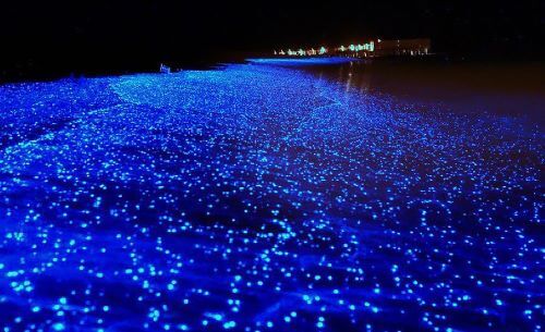 Bioluminescent Bay  Puerto Rico