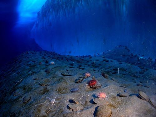 Lapisan Es di Laut Antartika