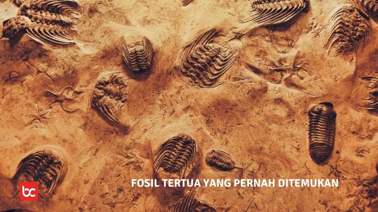 Fosil Tertua yang Pernah Ditemukan