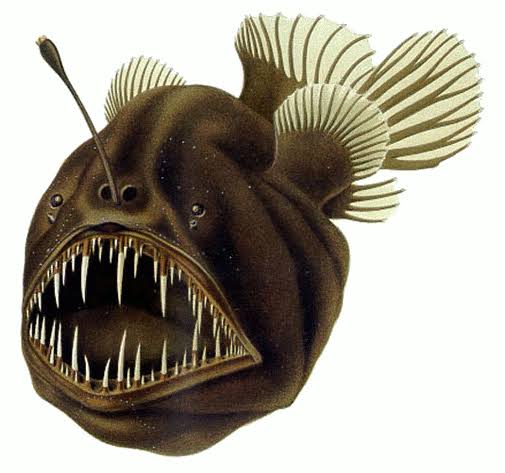 anglerfish