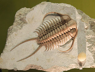 Cheirurus ingricus trilobite di Smithsonian Museum of Natural History