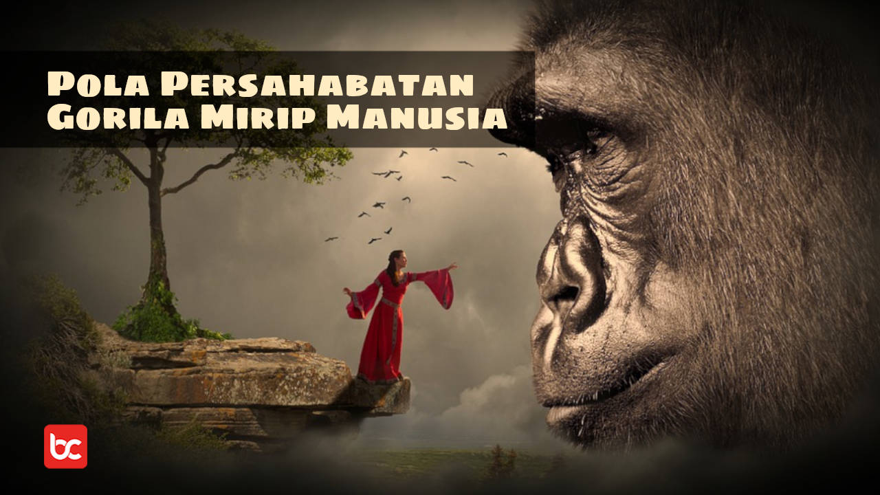 Fakta Menarik Pola Persahabatan Gorila Mirip Manusia