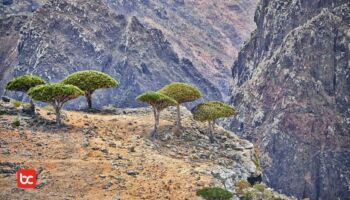 Anehnya Pulau Socotra, Serasa Berada di Planet Alien!