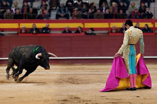 ternyata banteng bukan marah karena warna Merah kain Matador ya