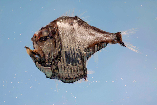 Hatchetfish