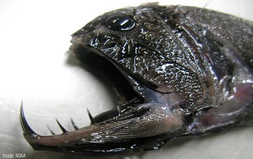  6 Makhluk Unik Penghuni Laut Dalam : Fangtooth Fish