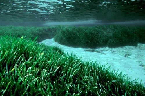 Posidonia - Fakta Menarik