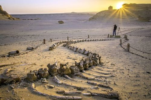 Fossil Paus di Gurun Sahara