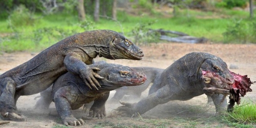 Komodo Dragons