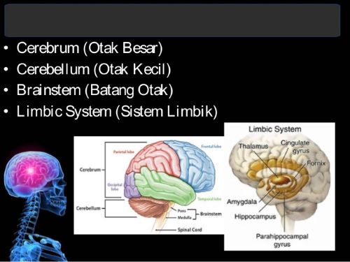 Pembagian Otak - Fakta menakjubkan Otak Manusia