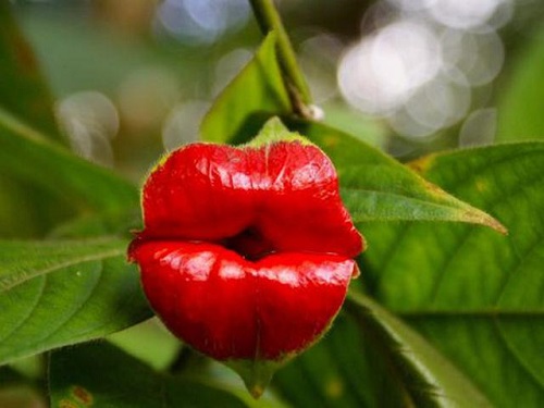 9 Bunga Aneh dan Menyeramkan yang Bikin Merinding : Psychotria Elata