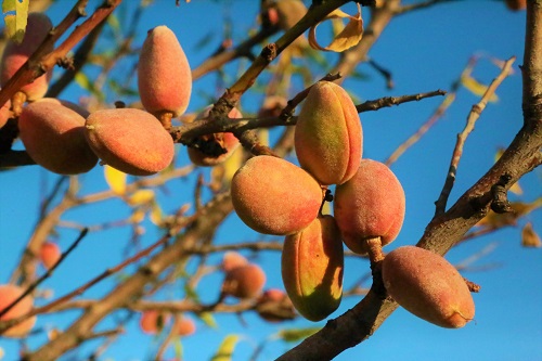 Buah Almond