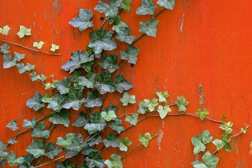 Daun Ivy merambat di tembok