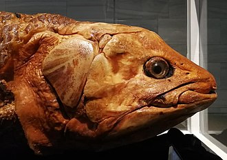 Hewan Coelacanth