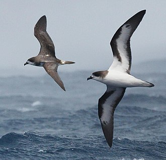 Burung Laut Bermuda