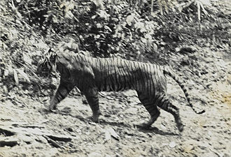 Hewan Harimau Jawa