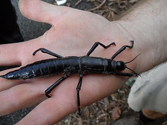 Tree Lobster