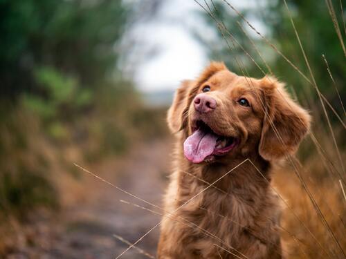 Anjing memiliki kecerdasan luar biasa