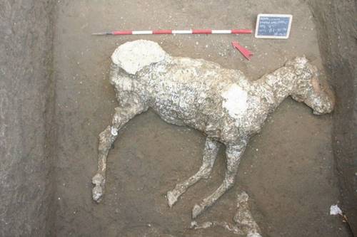 penemuan unik fosil kuda di pompeii