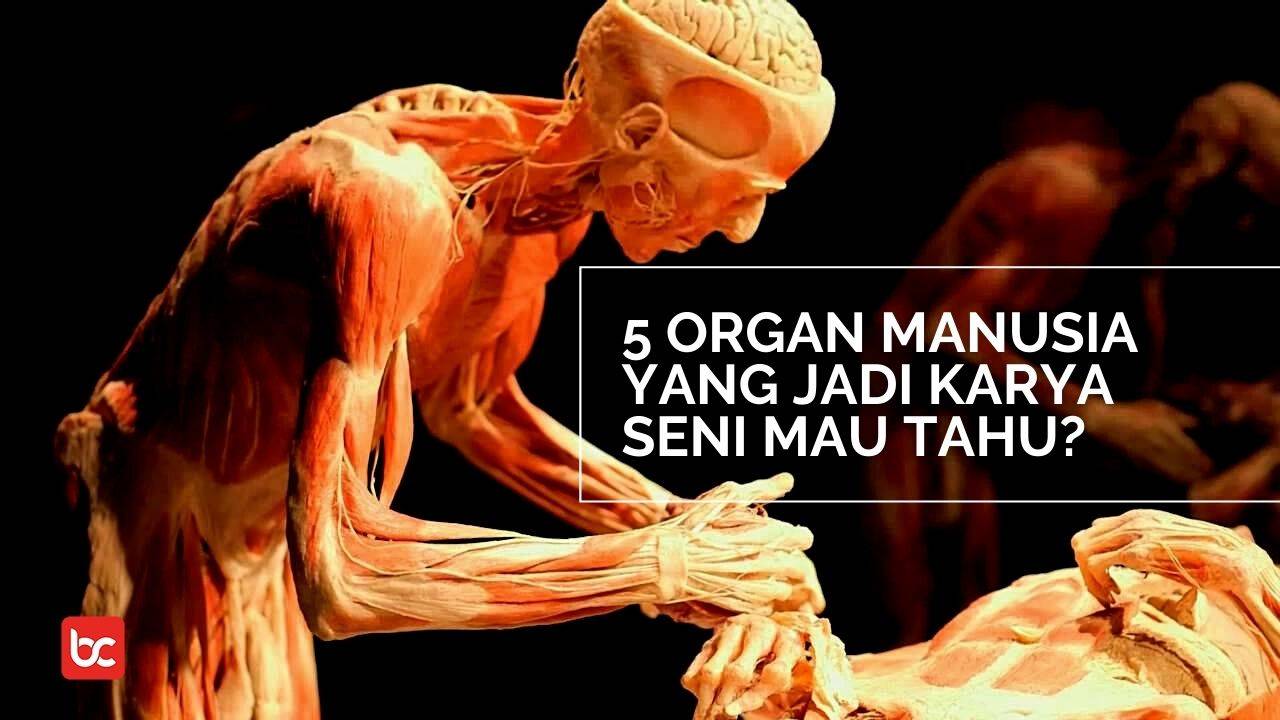 pameran sistem otot manusia organ manusia yang dipamerkan