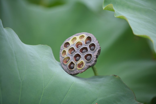 Biji Bunga Teratai bisa dibilang mengerikan bagi pengidap trypophobia