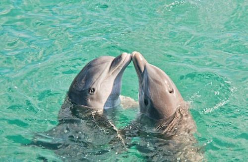 Dolphins, Hewan Yang Suka Kawin