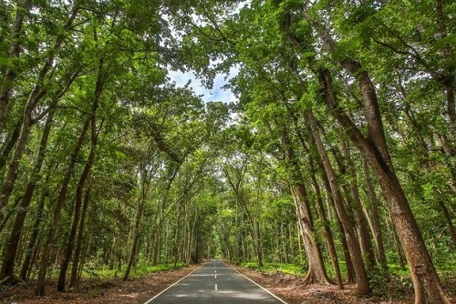 Alas Purwo, Hutan yang Mengerikan di Indonesia