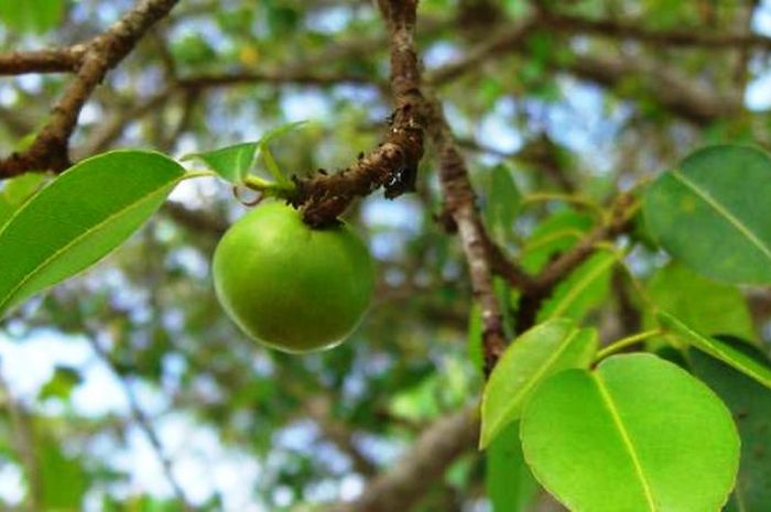 Inilah 5 Pohon Mematikan yang Akan Membunuhmu Seketika!