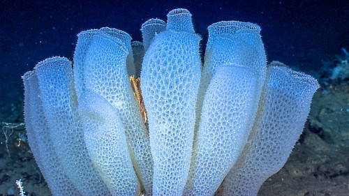 Porifera Mampu Hidup Kekal Lebih Dari 15 Ribu Tahun 