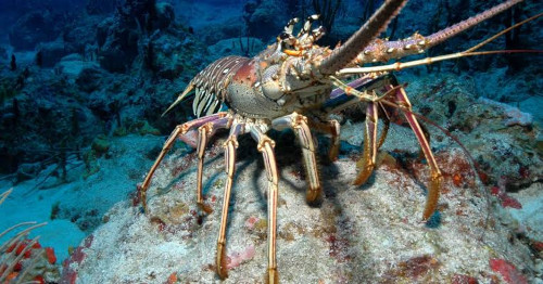 Lobster Dapat Hidup Kekal dengan Terus Memperbaiki DNA-nya