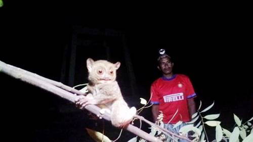 Tarsius ini sebangsa primata namun berukuran kecil