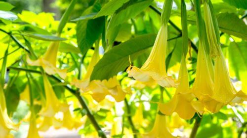 Angel's Trumpet, Tanaman Paling Mematikan