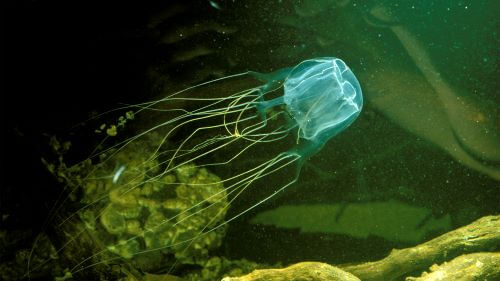 Box Jellyfish, Hewan Paling Berbahaya Di Dunia