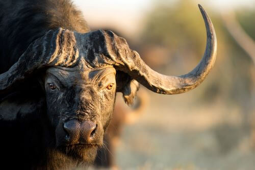 cape Buffalo, Hewan Paling Berbahaya Di Dunia