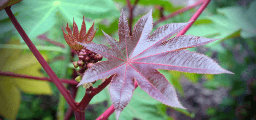 Castor Bean, Tanaman Paling Mematikan