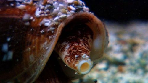 Cone Snail, Hewan paling Berbahaya Di Bumi