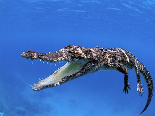 Crocodile, Hewan Paling Berbahaya Di Bumi