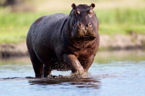 Hippo, Hewan Paling Berbahaya Di Dunia