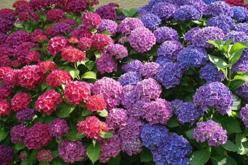 Hydrangea, Tanaman Paling Mematikan