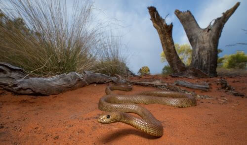 Snake Western Taipan