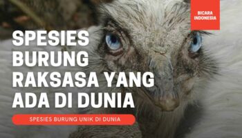 Menakjubkan! 7 Spesies Burung Raksasa di Dunia