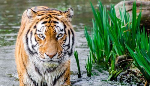 The Sundarbans - India & Bangladesh