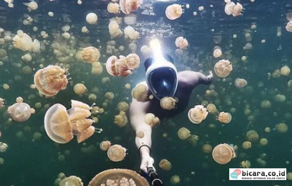 Danau Ubur Ubur Togean