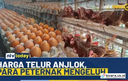 harga ayam anjlok