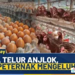 harga ayam anjlok