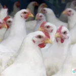 Harga Ayam Peternak