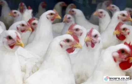 Harga Ayam Peternak