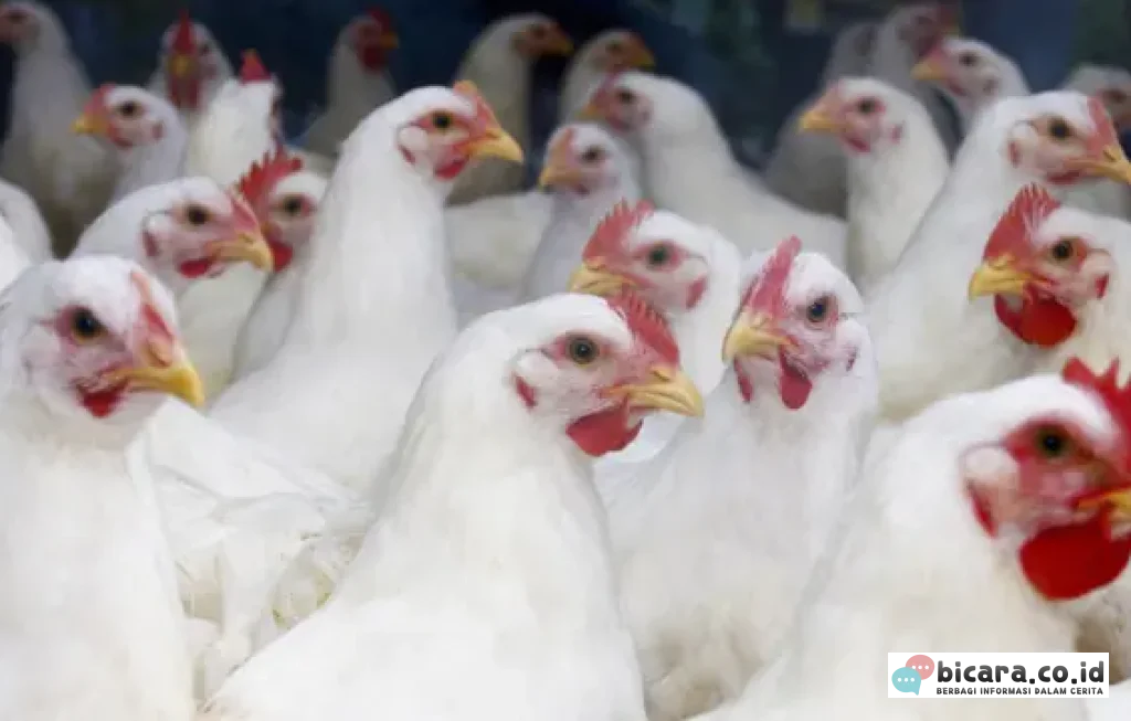Harga Ayam Peternak