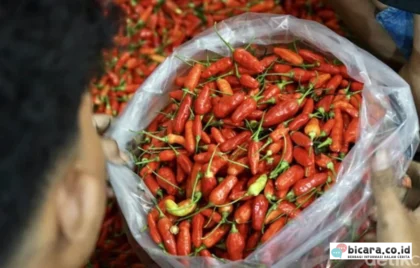 harga cabai rawit
